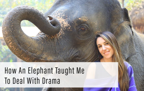 How An Elephant Taught Me to Deal with Drama