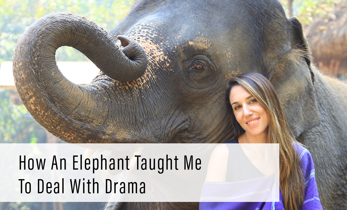 How An Elephant Taught me To Deal With Drama